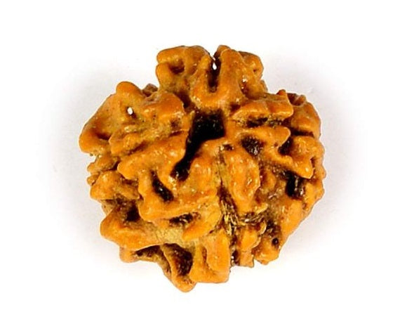 Rudraksha 4 Mukhi - Healing Crystals India