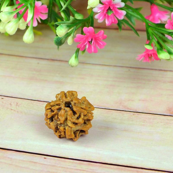 Rudraksha 4 Mukhi - Healing Crystals India