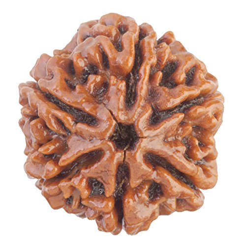 Rudraksha 6 Mukhi - Healing Crystals India