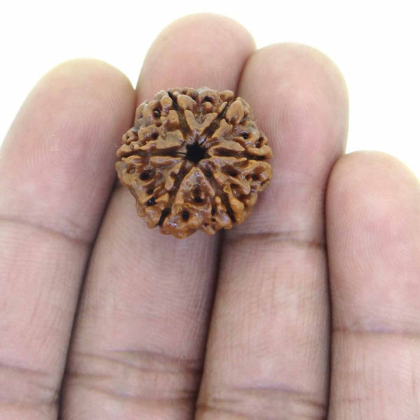 Rudraksha 6 Mukhi - Healing Crystals India